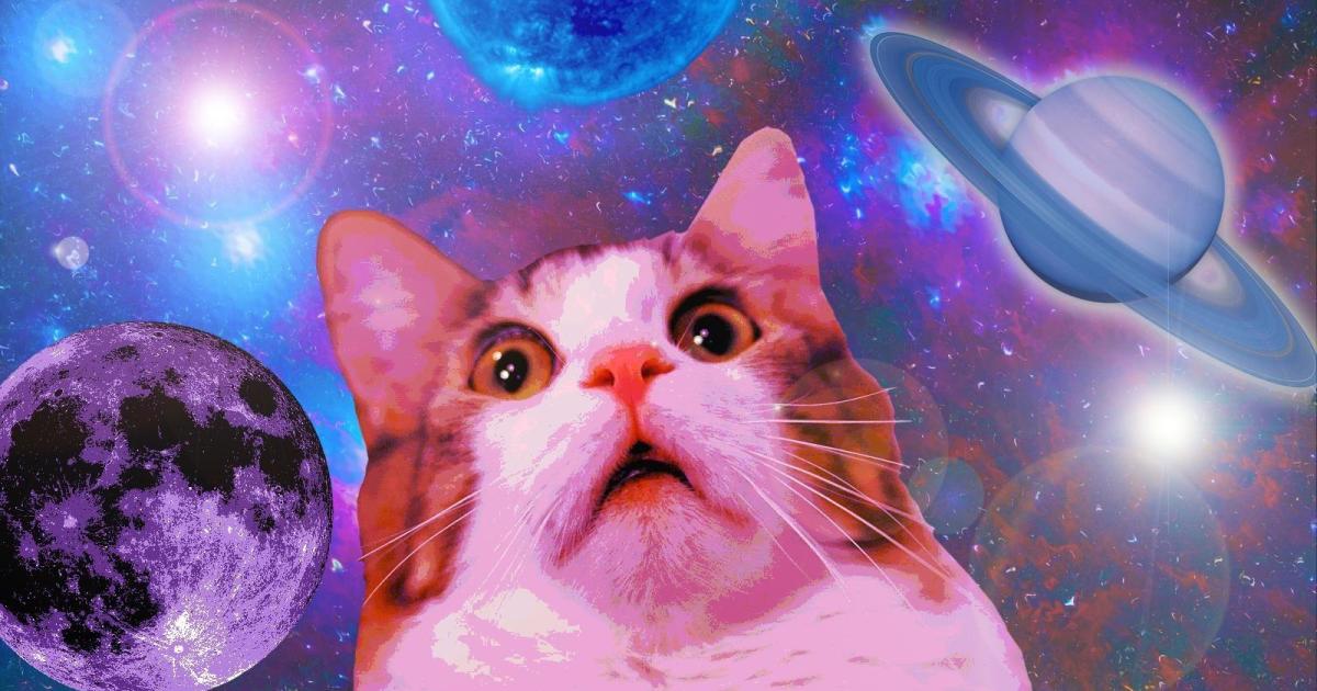 5 atractivos canales de YouTube para entretener a tu gato solitario