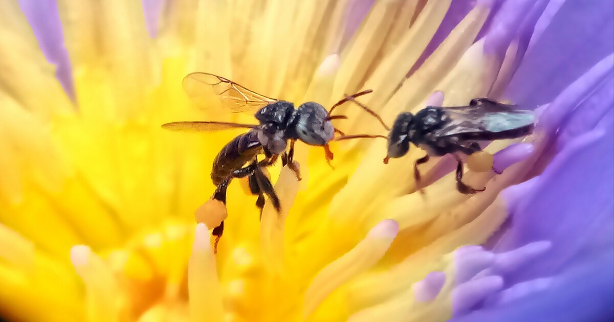 El azúcar único de la miel de abeja sin aguijón es bueno para los dientes, el peso y el azúcar en sangre