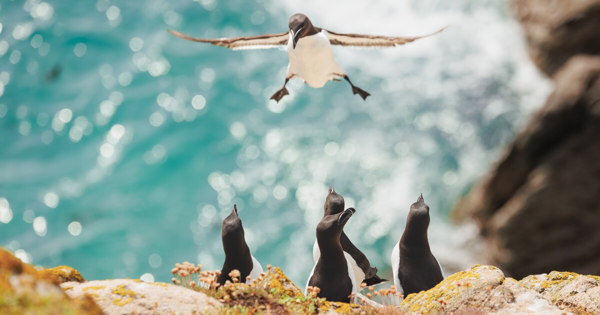 Los finalistas para sentirse bien llegan a los Comedy Wildlife Awards 2024