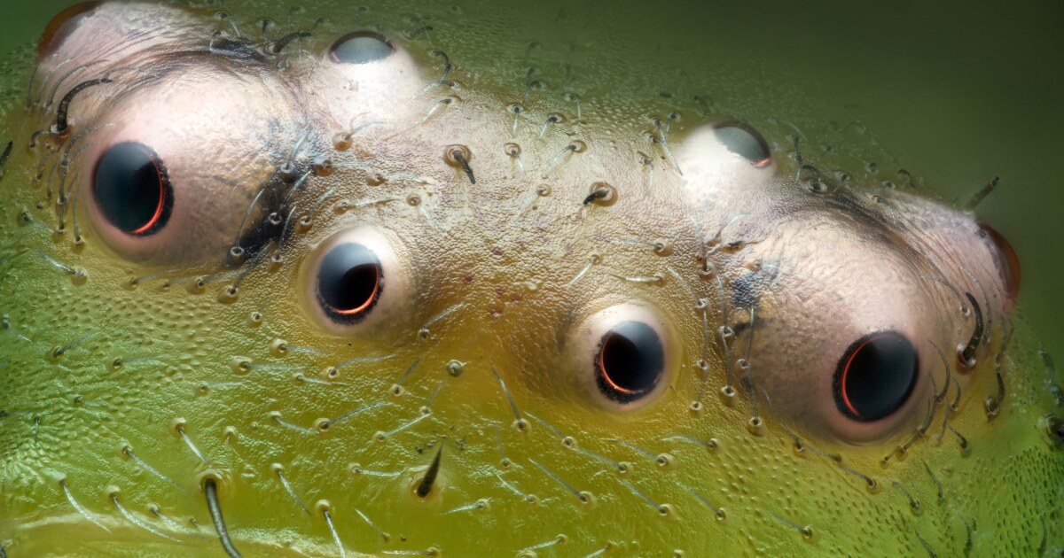 Nikon Small World celebra 50 años de fotomicrografía