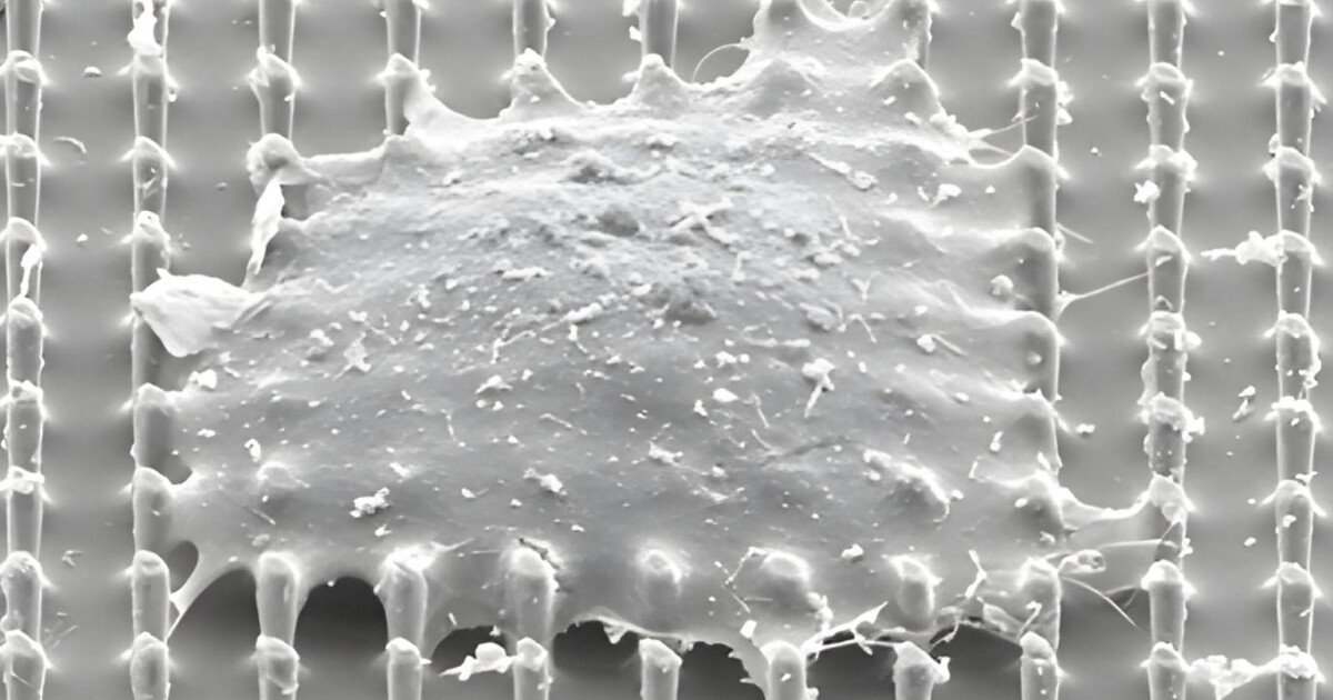 Núcleos de células humanas rotos por nanopilares innovadores