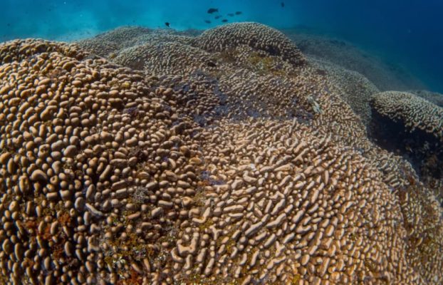 Científicos descubren el coral más grande del mundo descubierto en las Islas Salomón