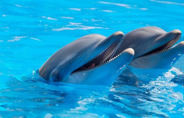 Un delfín solitario en el Mar Báltico habla solo, los investigadores creen que es un signo de soledad