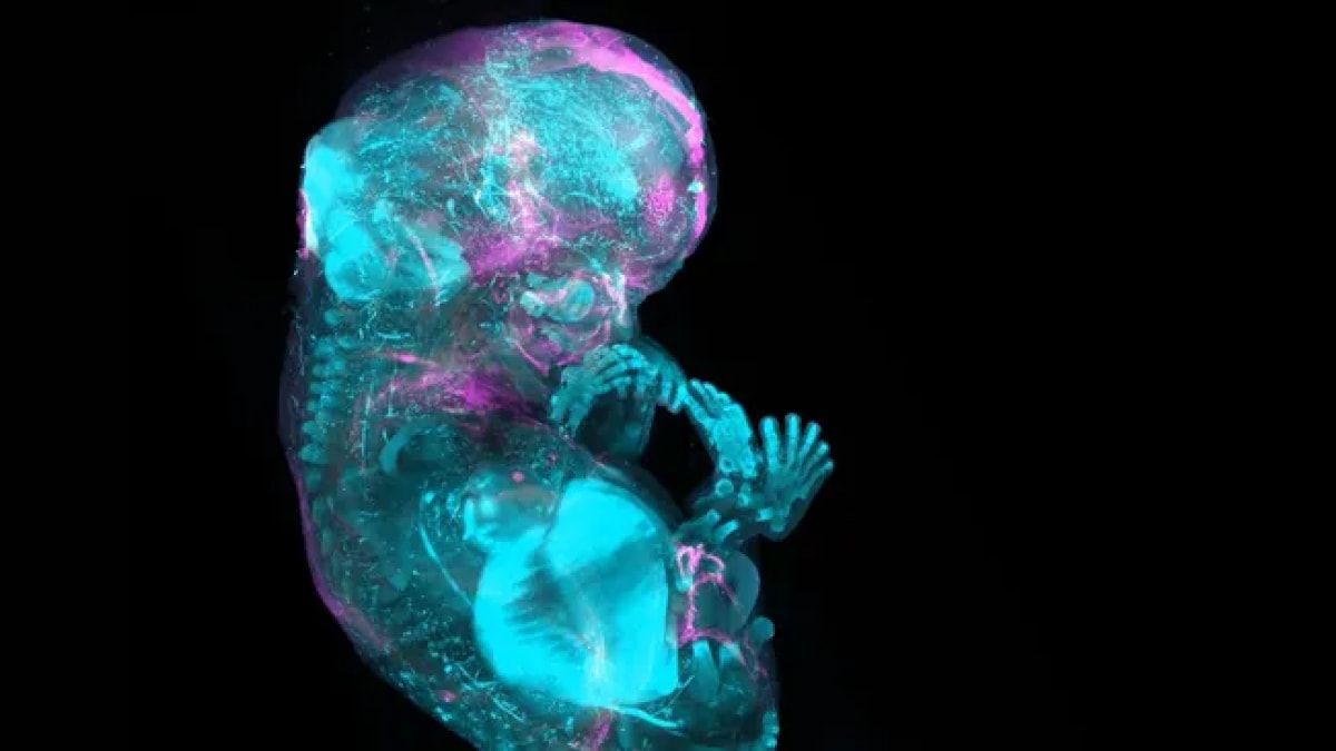 Atlas de células humanas que mapea 37 billones de células humanas para obtener conocimientos sobre enfermedades