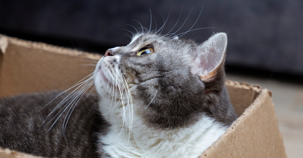 Los científicos han llevado la paradoja del gato de Schrödinger a nuevos límites