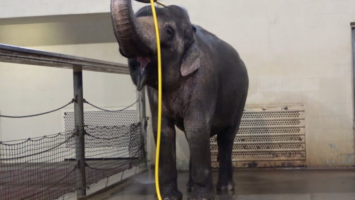 Este elefante descubrió cómo usar una manguera para ducharse