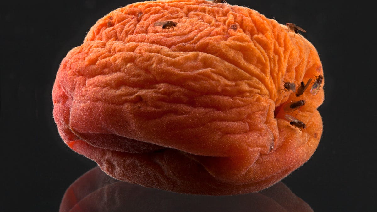 Un experto en insectos revela el secreto sencillo para detener las moscas de la fruta