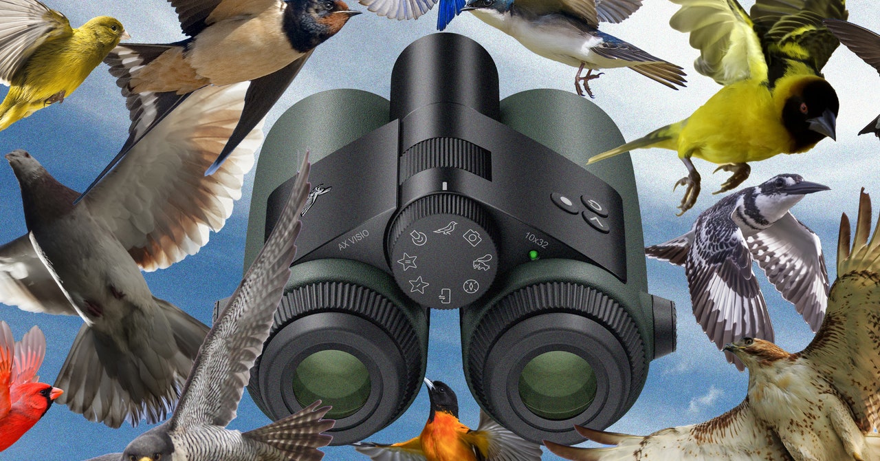 Fui a observar aves con los primeros binoculares impulsados ​​por inteligencia artificial del mundo