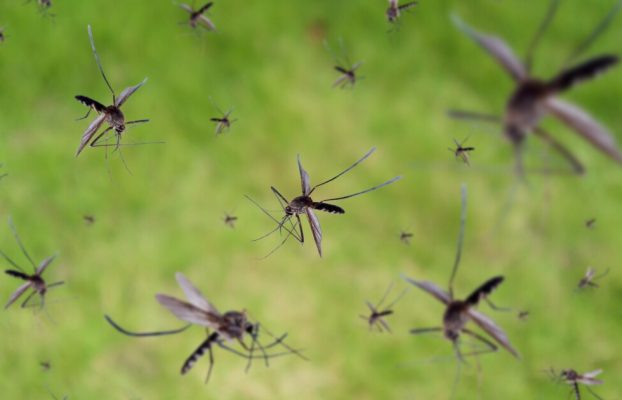 Los mosquitos sordos pierden su atractivo y abren una nueva opción de control de la población