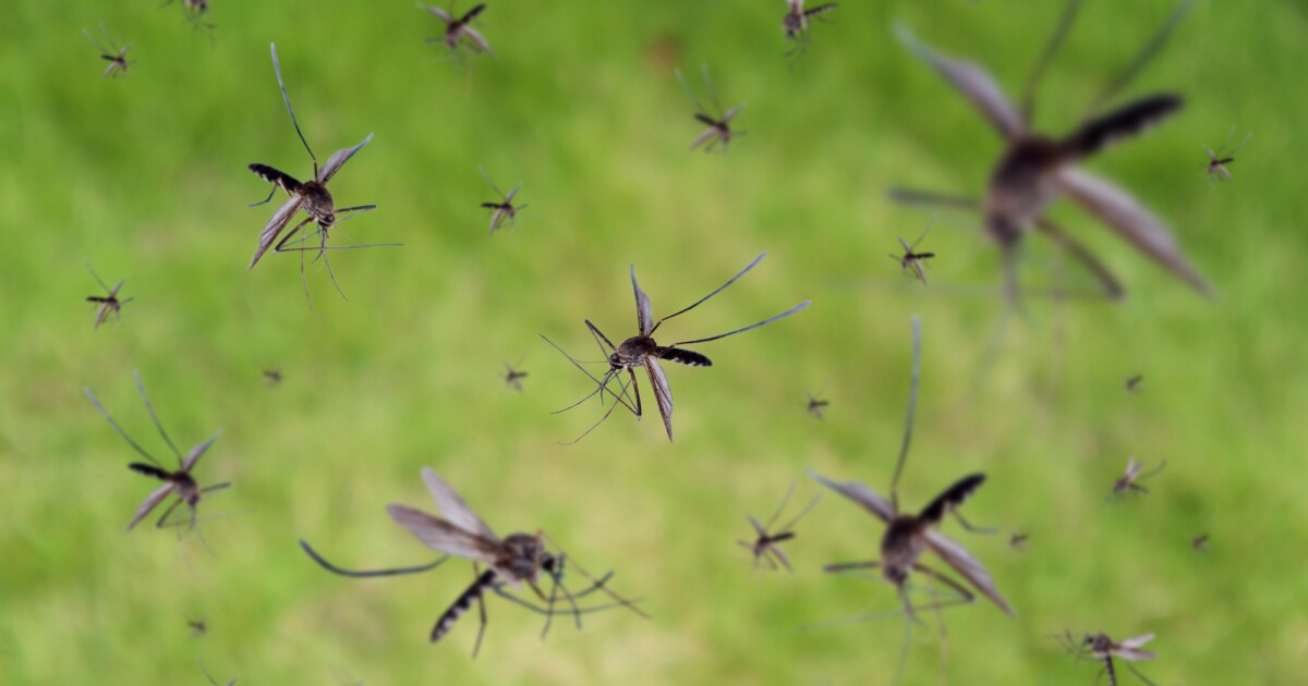 Los mosquitos sordos pierden su atractivo y abren una nueva opción de control de la población