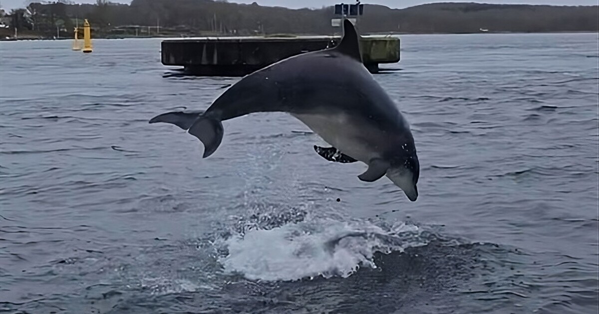Por qué este delfín solitario en el Mar Báltico no puede dejar de hablar solo