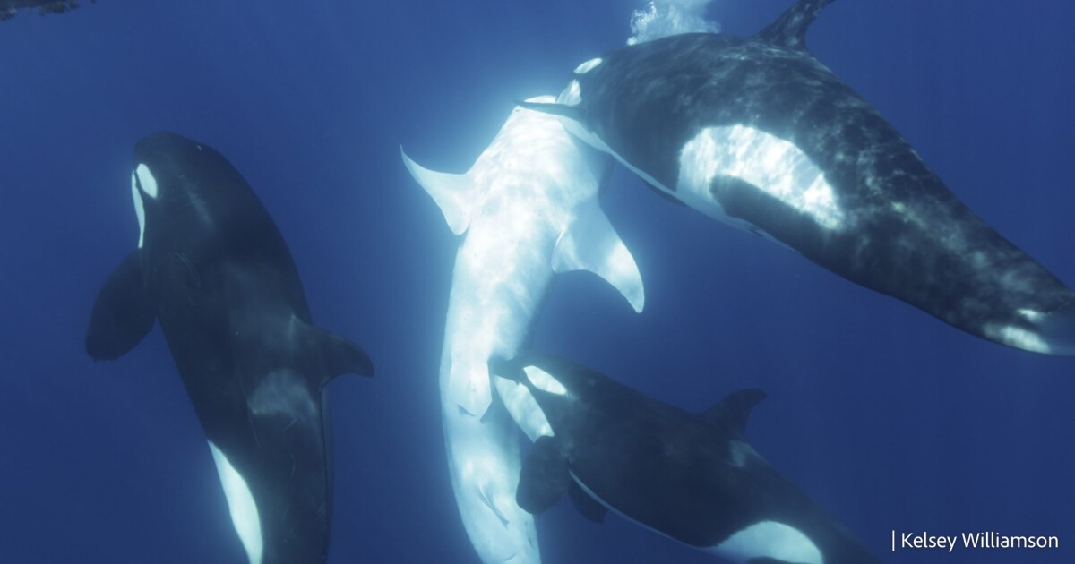 La manada de orcas aprende a cazar los tiburones más grandes del mundo