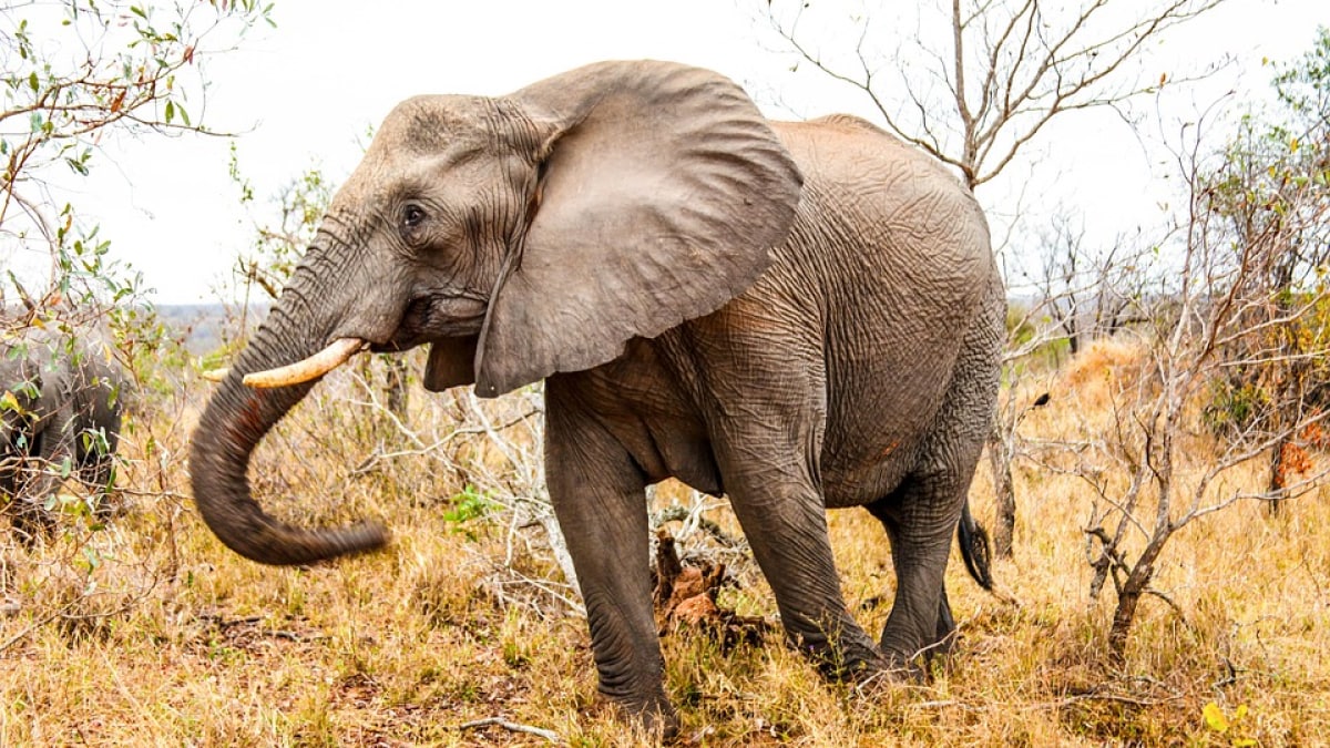 Yana, una cría de mamut bien conservada de 50.000 años de antigüedad, desenterrada en Siberia