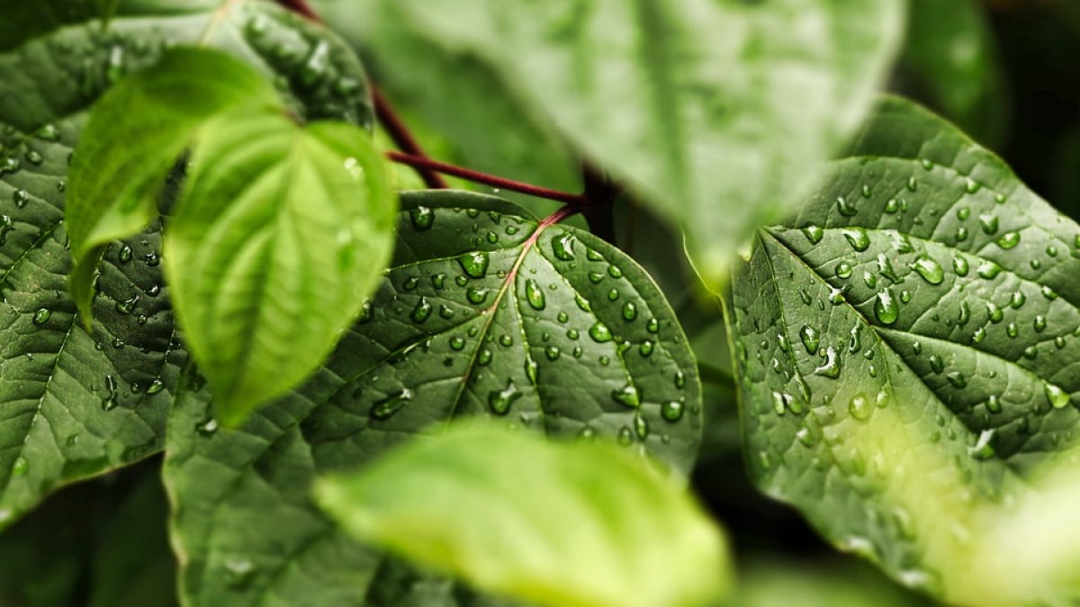 Un nuevo estudio revela cómo la resiliencia de las hojas a las gotas de lluvia podría ayudar en la agricultura y las energías renovables