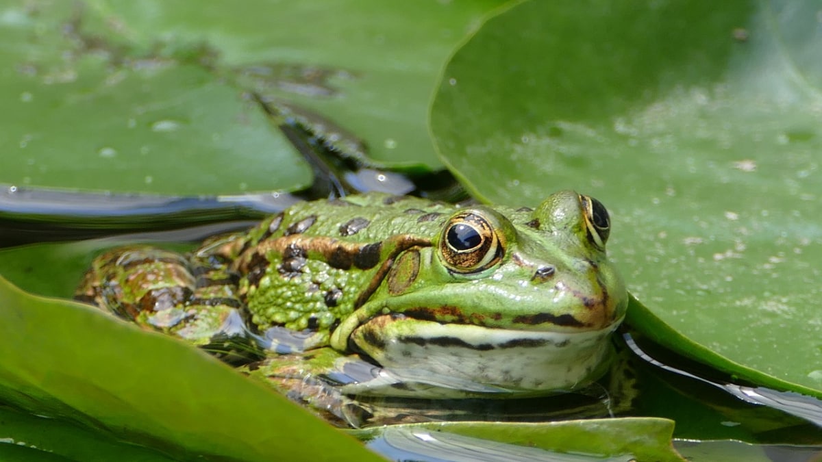Hongos que acaban con las ranas: innovadoras «saunas para ranas» ofrecen esperanza de supervivencia