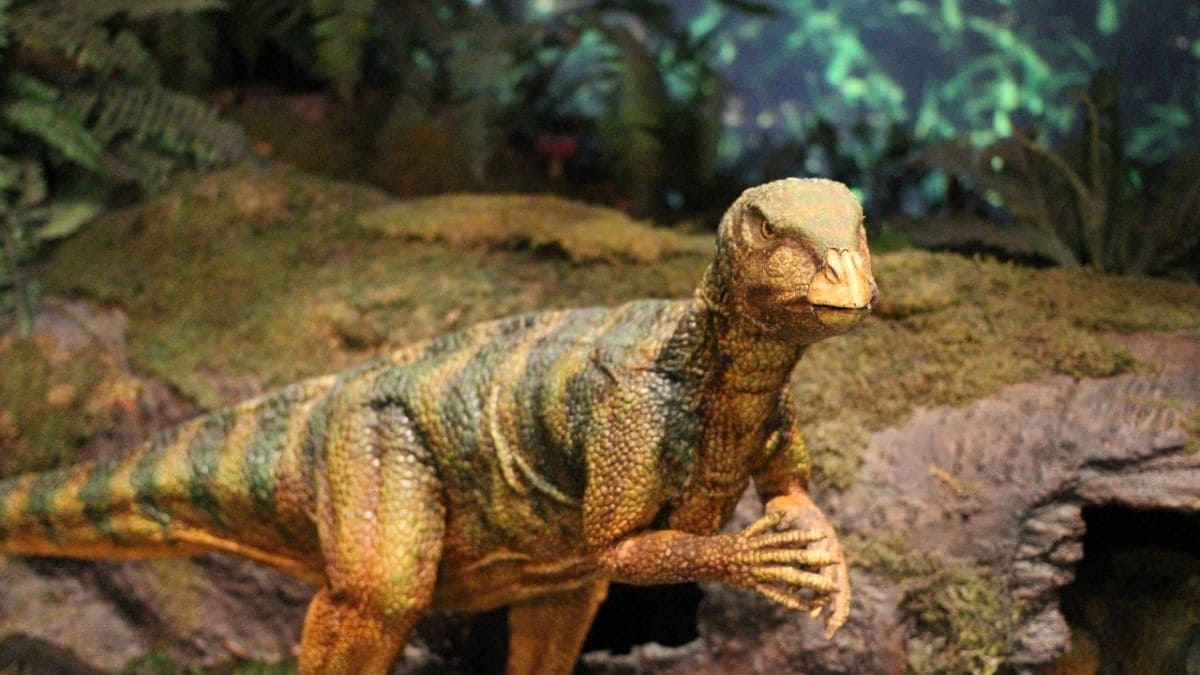 Nuevo espécimen de Haplocanthosaurus descubierto en la cantera de dinosaurios Dry Mesa de Colorado