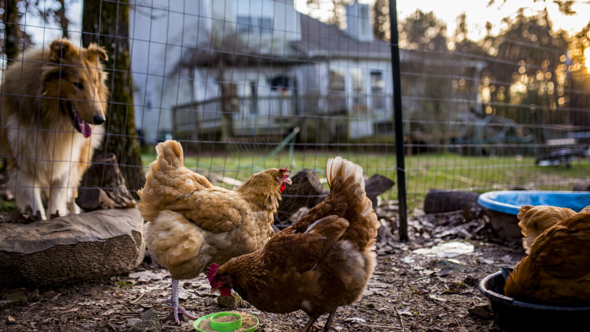 Residente de Luisiana en estado crítico con gripe aviar H5N1