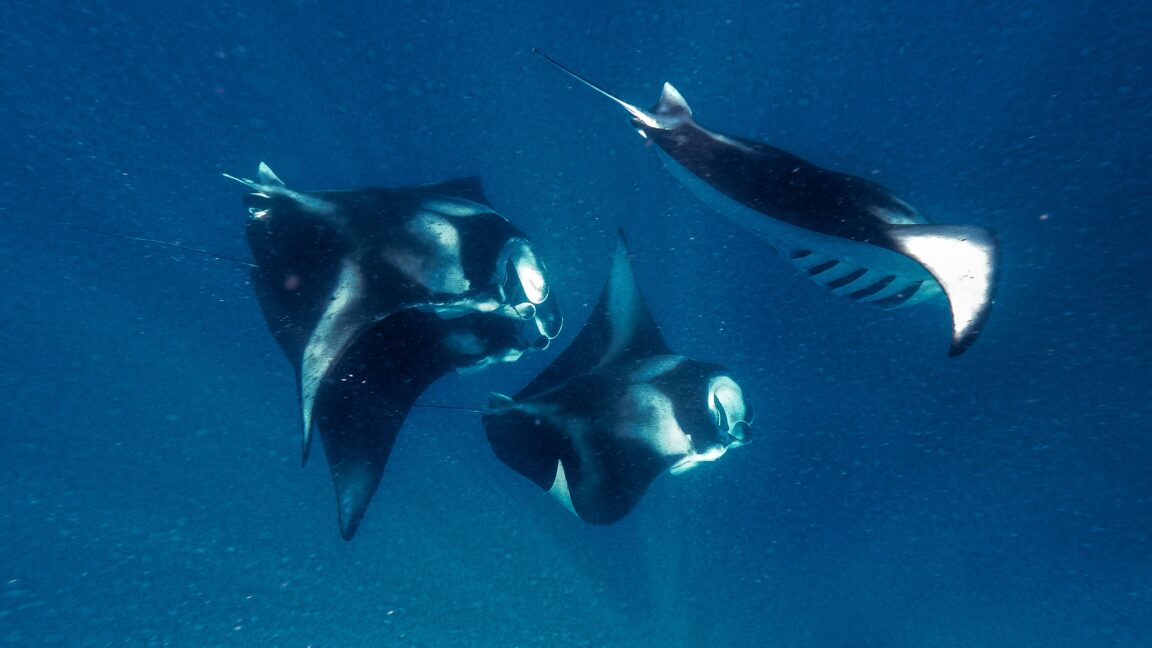 Las mantarrayas inspiran robots nadadores más rápidos y mejores filtros de agua