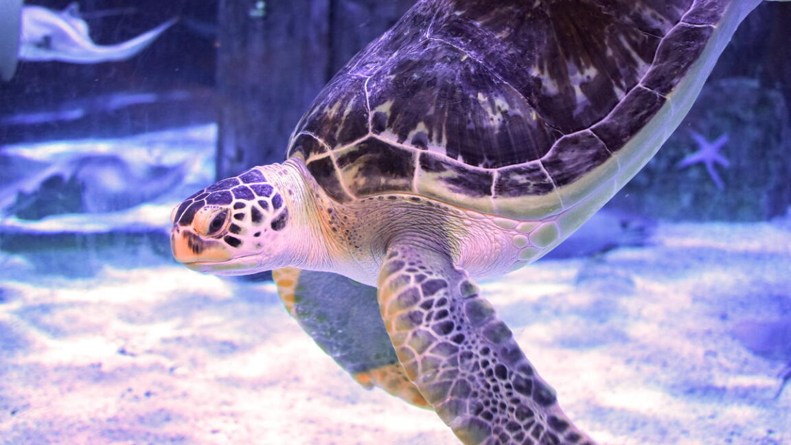 La tortuga marina verde se alivia del síndrome del “trasero de burbuja” gracias a la impresión 3D