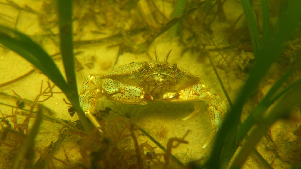 Las praderas marinas son fantásticas para capturar carbono y están en riesgo de extinción