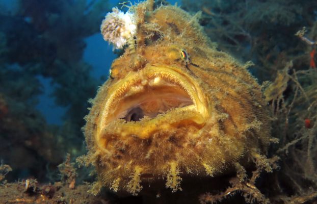 Frogfish revela cómo evolucionó la “caña de pescar” en su cabeza