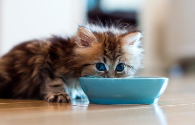 Retiro del mercado de alimentos para mascotas relacionado con la contaminación por gripe aviar: lo que debe saber