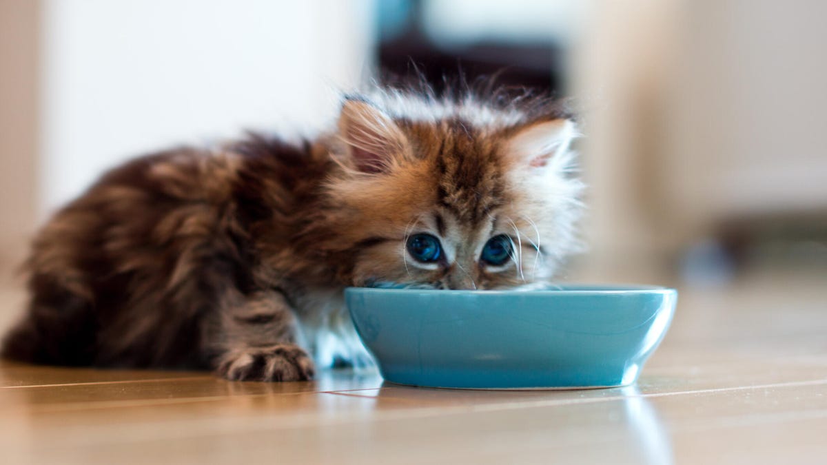 Retiro del mercado de alimentos para mascotas relacionado con la contaminación por gripe aviar: lo que debe saber