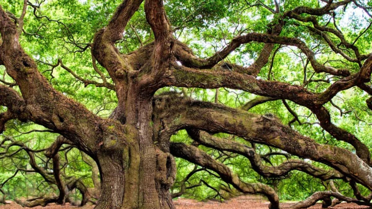 Rastreando los orígenes de los robles: cómo los cambios climáticos y tectónicos dieron forma a los árboles modernos