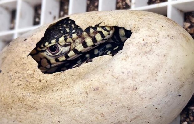 Los primeros lagartos Perentie nacieron en el zoológico de Los Ángeles: un hito importante en la reproducción