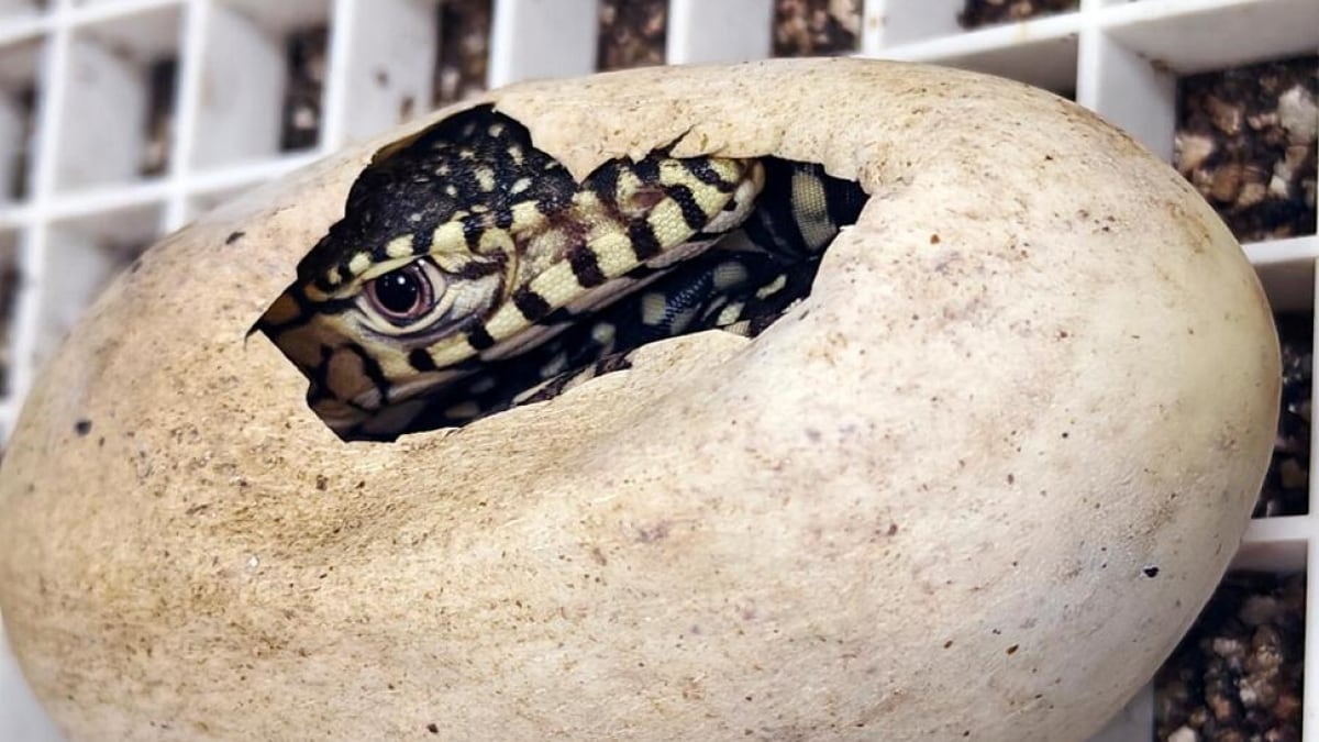 Los primeros lagartos Perentie nacieron en el zoológico de Los Ángeles: un hito importante en la reproducción