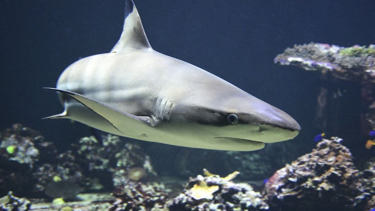 El diseño Shark Gut permite tuberías sin válvulas para un flujo de fluido eficiente, sugiere un nuevo estudio