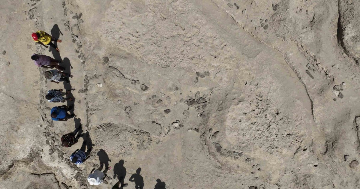 Huellas fósiles revelan que dos especies de homínidos se cruzaron el mismo día
