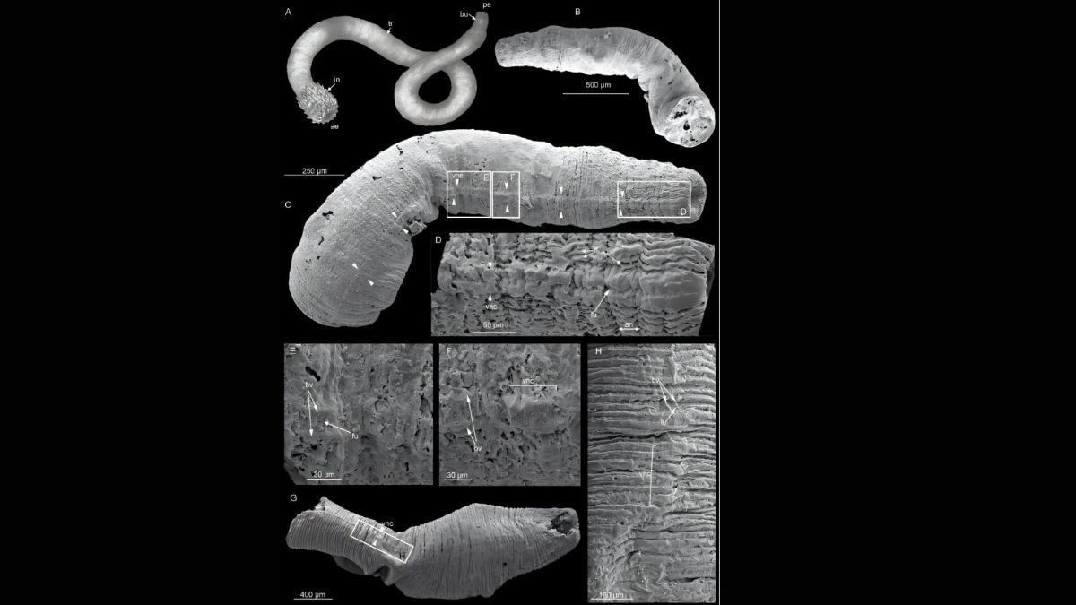 Los fósiles revelan la evolución de los primeros sistemas nerviosos en los ecdisozoos