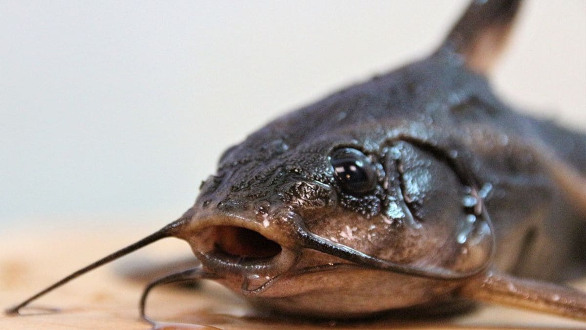 Nuevas especies descubiertas en la región de Alto Mayo en Perú, incluido el bagre de cabeza redonda