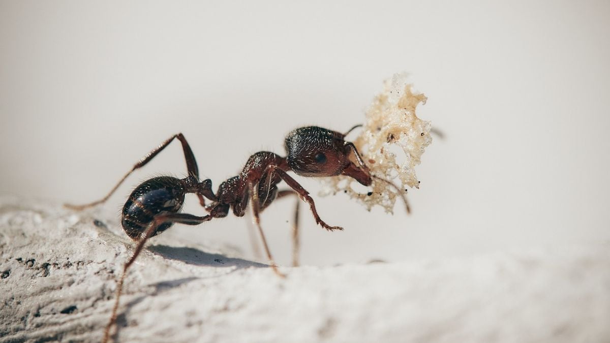 El veneno de las hormigas aterciopeladas afecta a los mamíferos y a los insectos de manera diferente, afirma un nuevo estudio