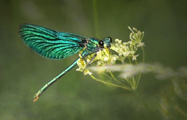 El parásito manipula las células vegetales para atraer insectos para su transmisión