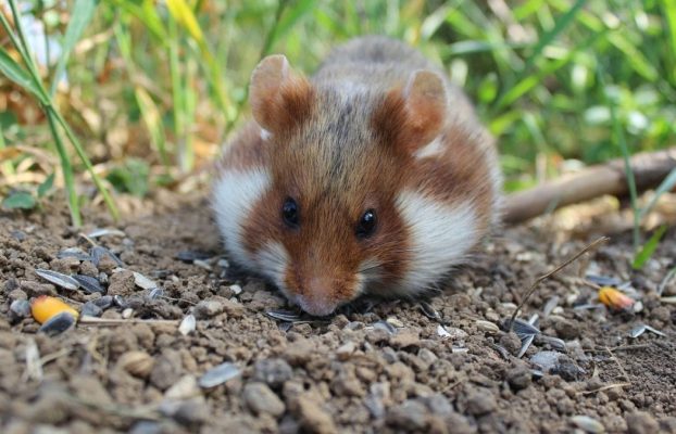 La maquinaria fotosintética de las plantas funciona dentro de las células de hámster, según afirma un nuevo estudio