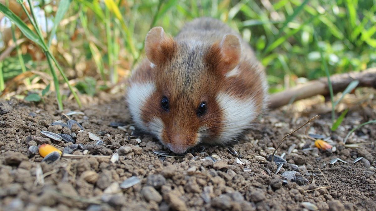 La maquinaria fotosintética de las plantas funciona dentro de las células de hámster, según afirma un nuevo estudio