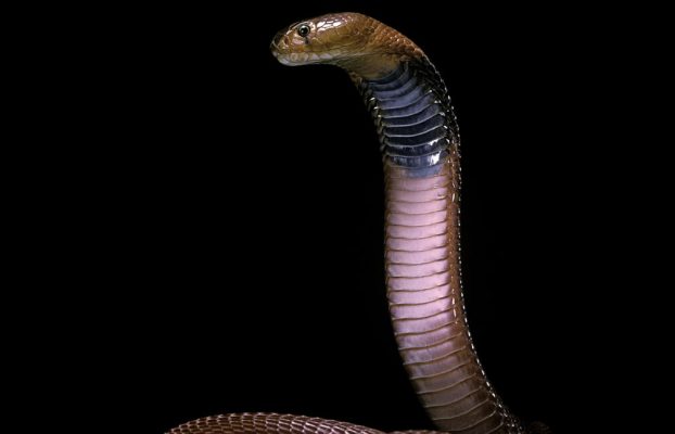 Los investigadores utilizan IA para diseñar proteínas que bloqueen las toxinas del veneno de serpiente