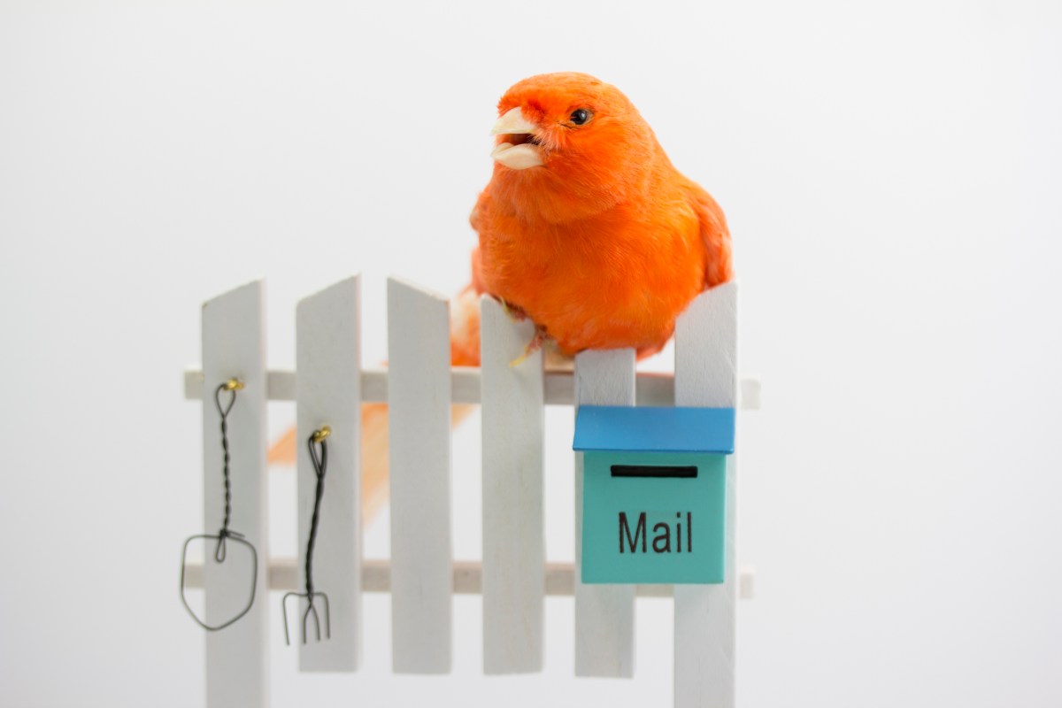 Postman lanza un creador de agentes de IA además de su plataforma API