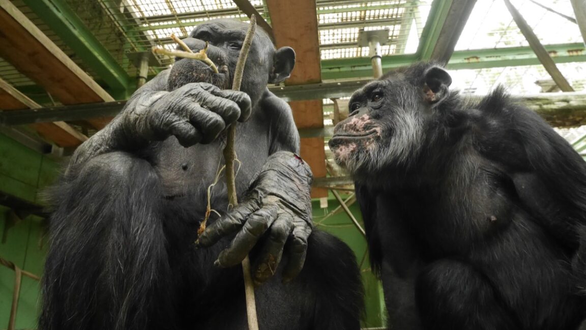 Orinar es contagioso entre los chimpancés