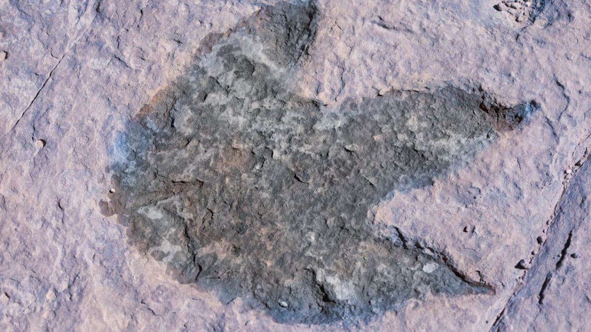 El rastro de dinosaurios más grande del Reino Unido con más de 200 huellas supuestamente descubiertas