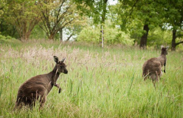 La caza humana es más responsable de la extinción de los canguros que el cambio climático