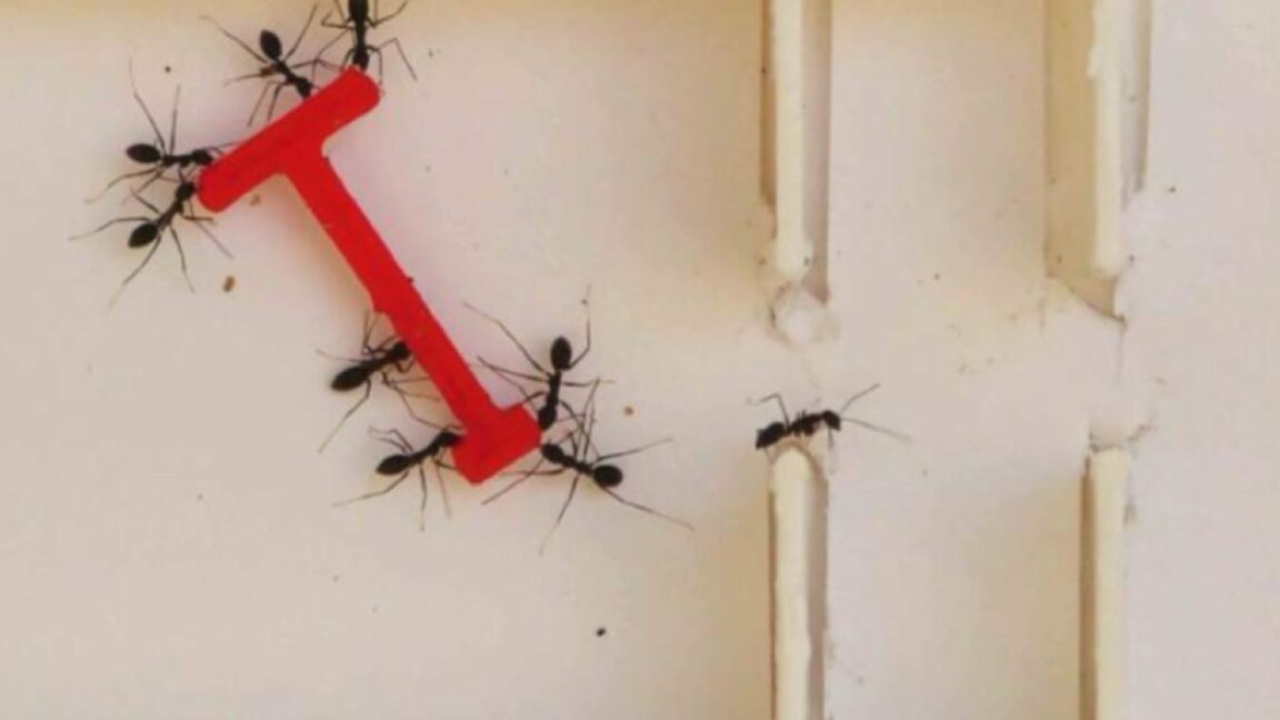 Hormigas contra humanos: Resolviendo el rompecabezas del piano