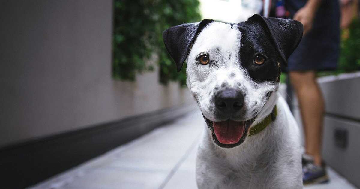 Pet Dogs emerge como sorprendentes culpables en la propagación de Salmonella