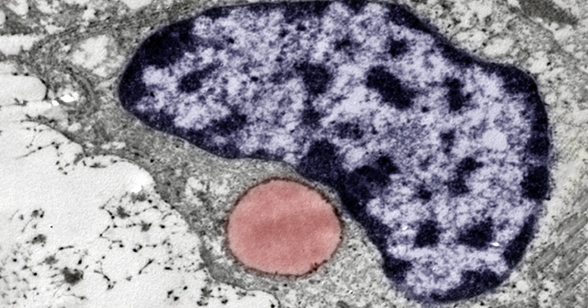 Descubrimiento de ‘cartílago graso’ listo para revolucionar la medicina regenerativa