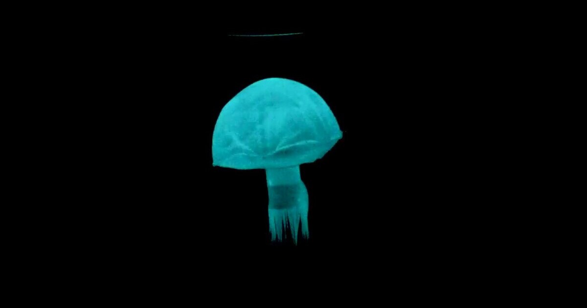 ‘Robot Blood’ potencia Jellyfish de cuerpo suave y robots de gusanos