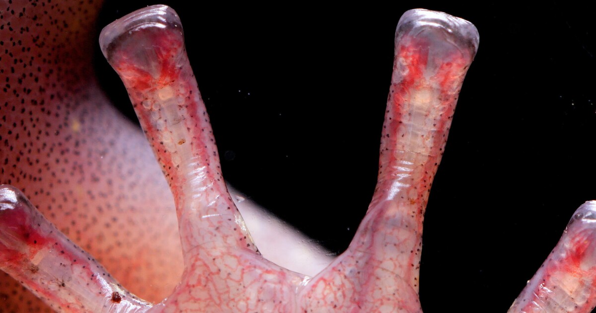 Tome un asiento trasero, pies gecko: los dedos de la salamandra de bombas de sangre obtienen un gran agarre