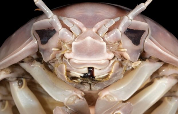 La nueva «cochinilla marina gigante» se parece a Darth Vader y sabe a langosta