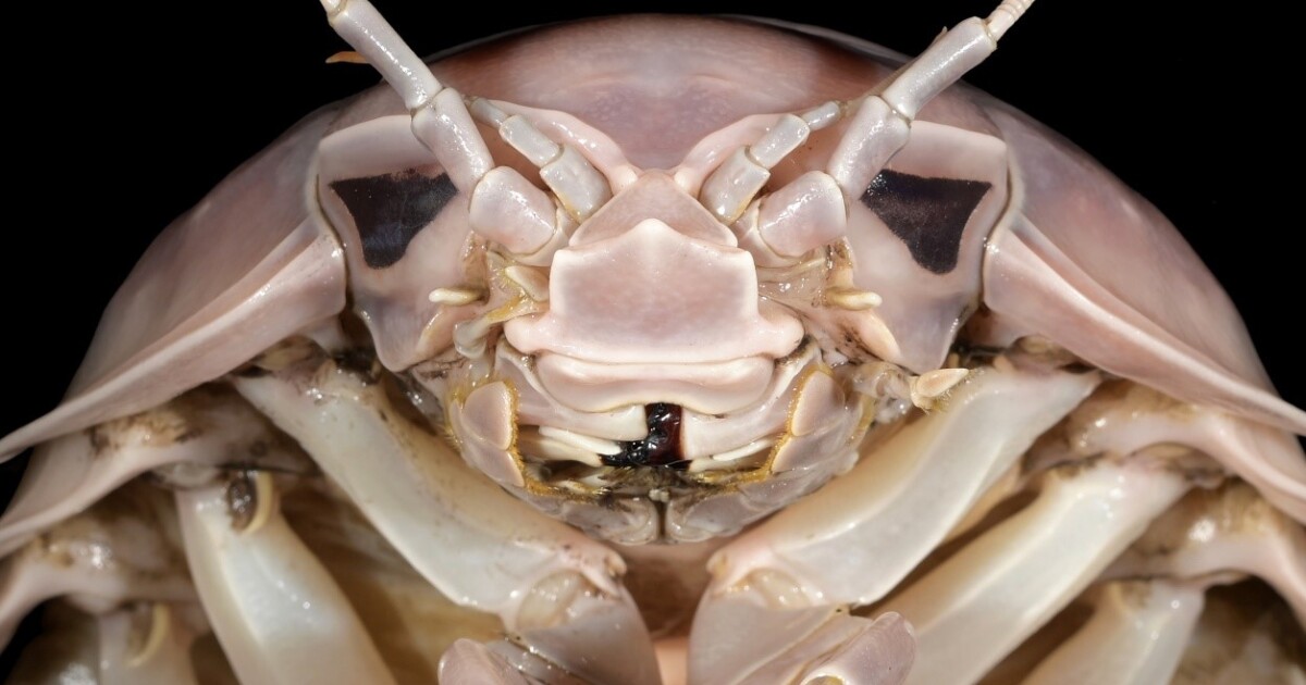 La nueva «cochinilla marina gigante» se parece a Darth Vader y sabe a langosta